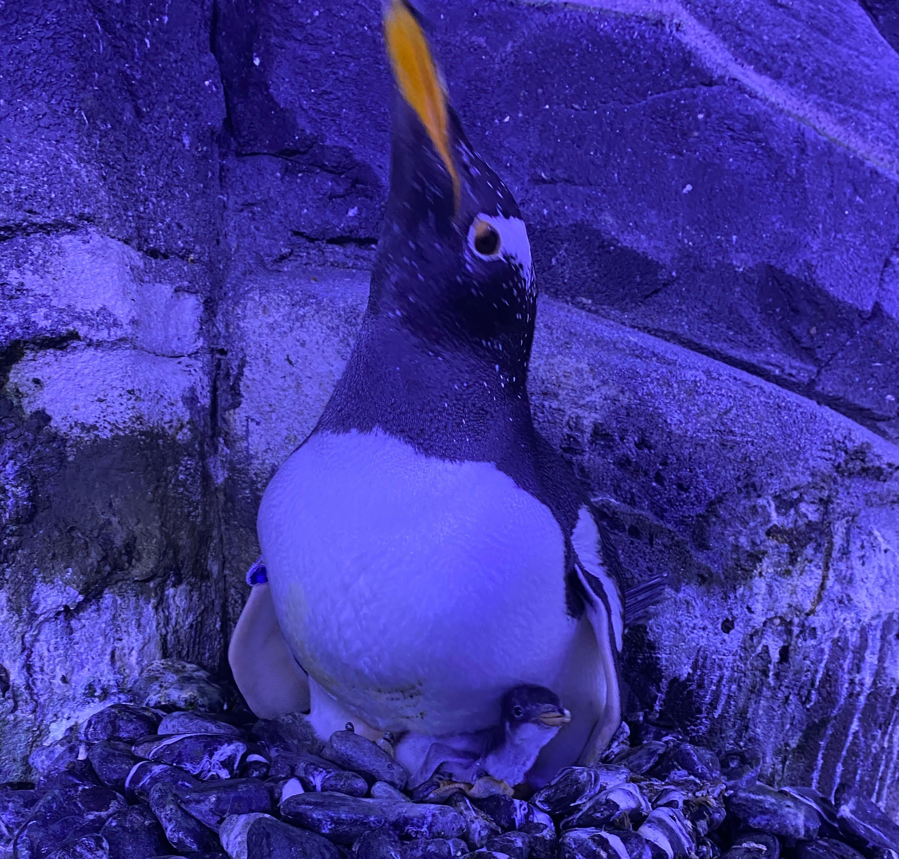 İstanbul Akvaryum'da 4 gentoo türü penguen daha dünyaya gözlerini açtı - 1. Resim