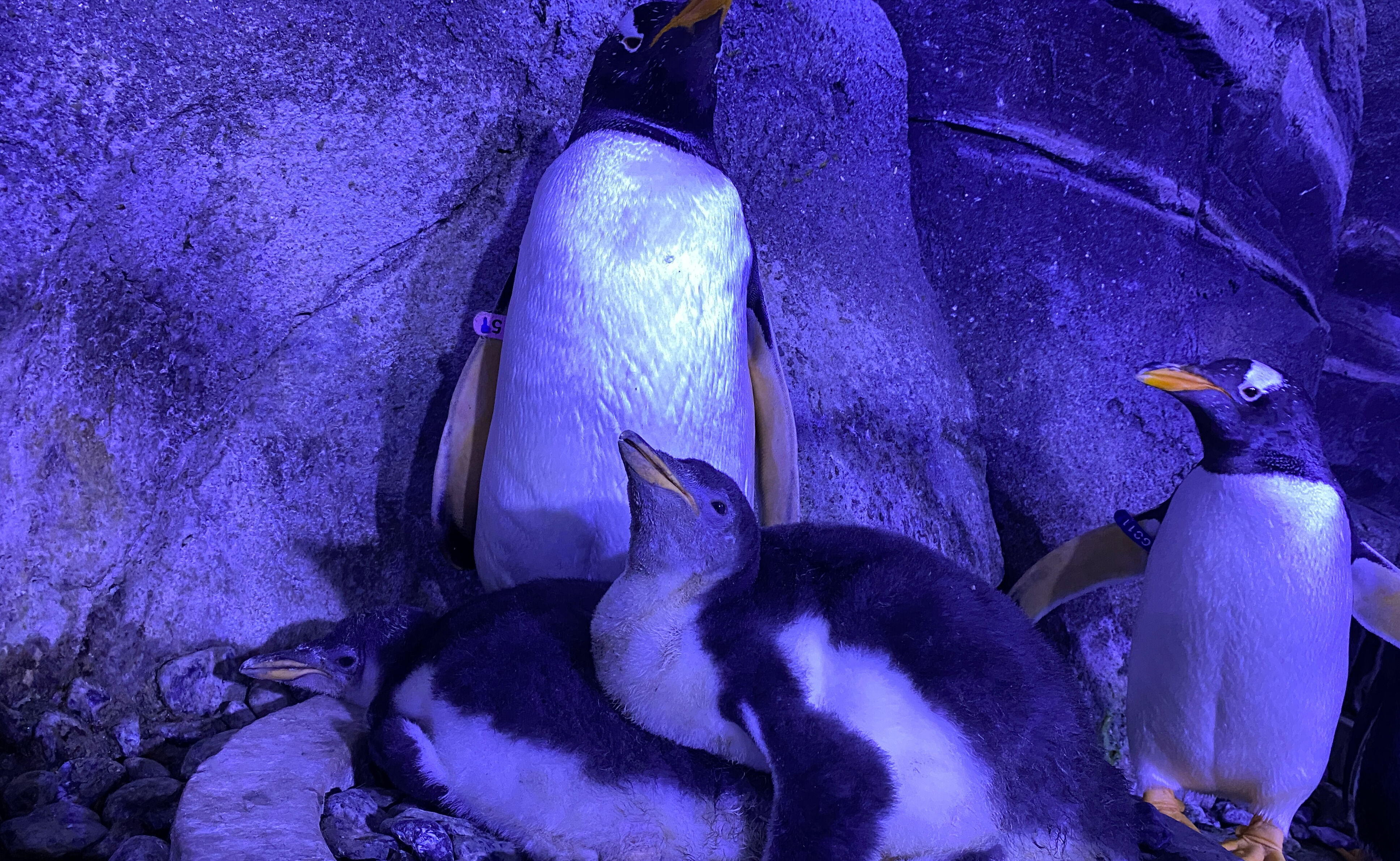 İstanbul Akvaryum'da 4 gentoo türü penguen daha dünyaya gözlerini açtı - 2. Resim