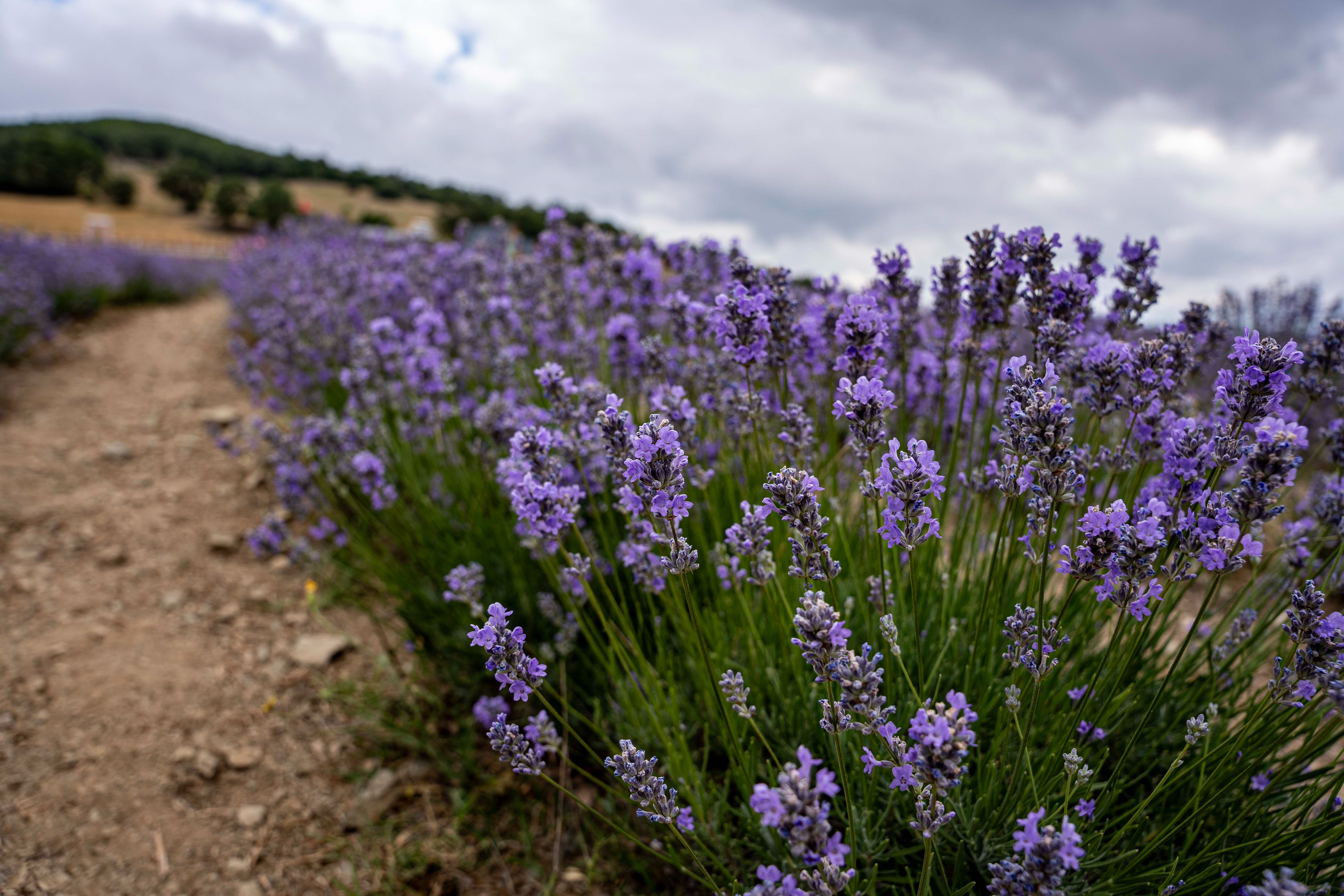 Yolda g&ouml;r&uuml;p etkilendiler! İstanbul'u terk edip o şehre yerleştiler... Artık hayallerini ger&ccedil;ekleştiriyorlar - 2. Resim