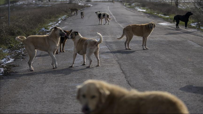 Cumhurbaşkanı Erdoğan'dan MYK'da başıboş köpek talimatı! Uyutma Meclis'ten ne zaman geçecek? - 3. Resim