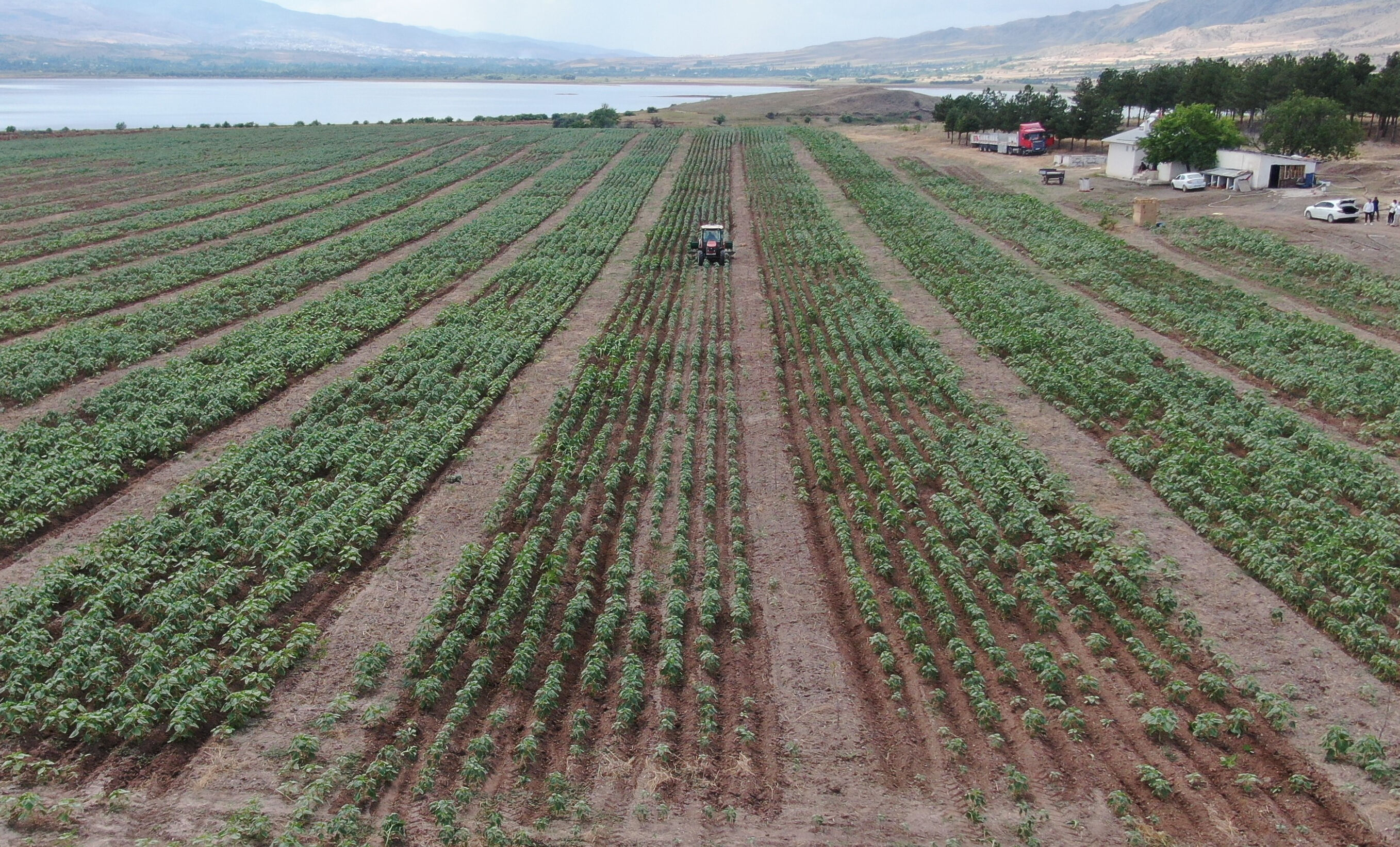 Anadolu'nun en büyük adası satıldı! Genç üretici yaptığıyla takdir topladı Anadolu'nun en büyük adası satıldı! Genç üretici yaptığıyla takdir topladı - 1. Resim