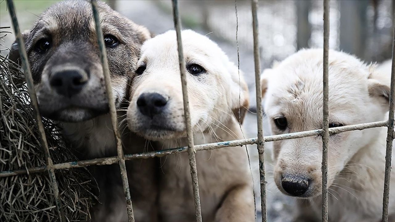 Başıboş köpek sorunu çözüme kavuşuyor! Kanun teklifi diğer partilere sunuldu