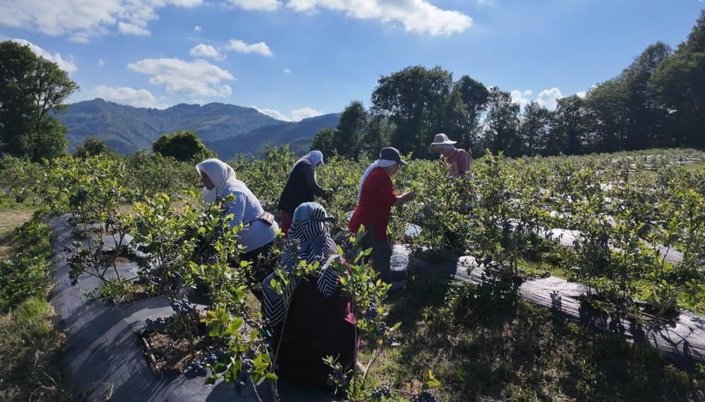 Belediyenin teşvikiyle üretime başlandı, kilosu 350 TL'den satılıyor - 1. Resim