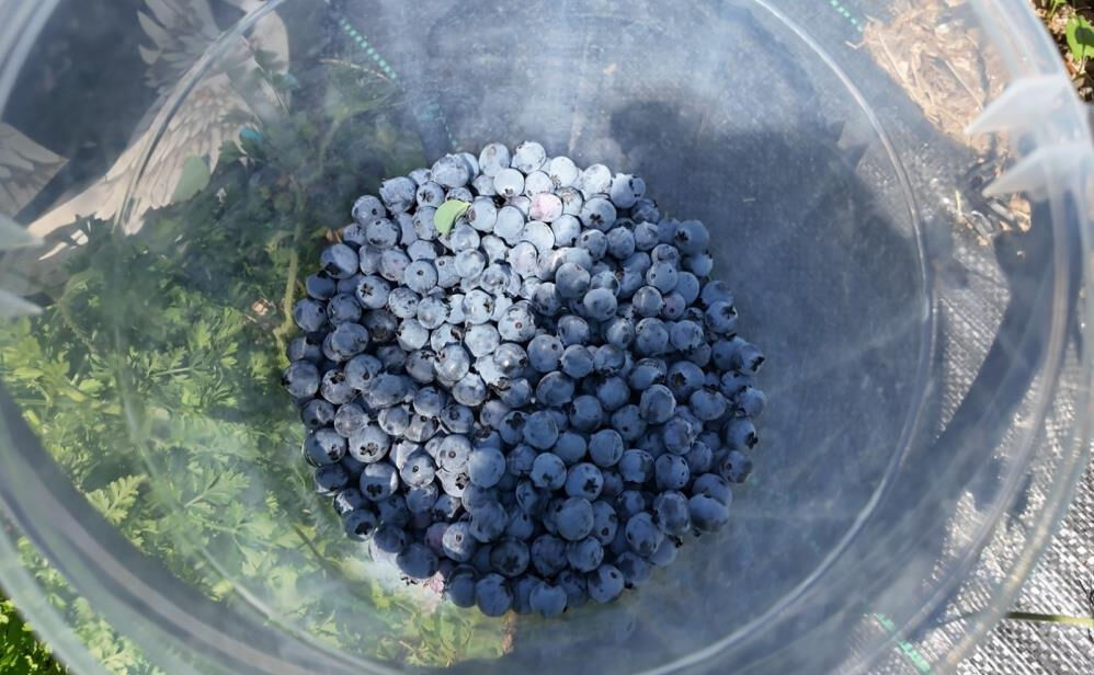 Belediyenin teşvikiyle üretime başlandı, kilosu 350 TL'den satılıyor - 2. Resim