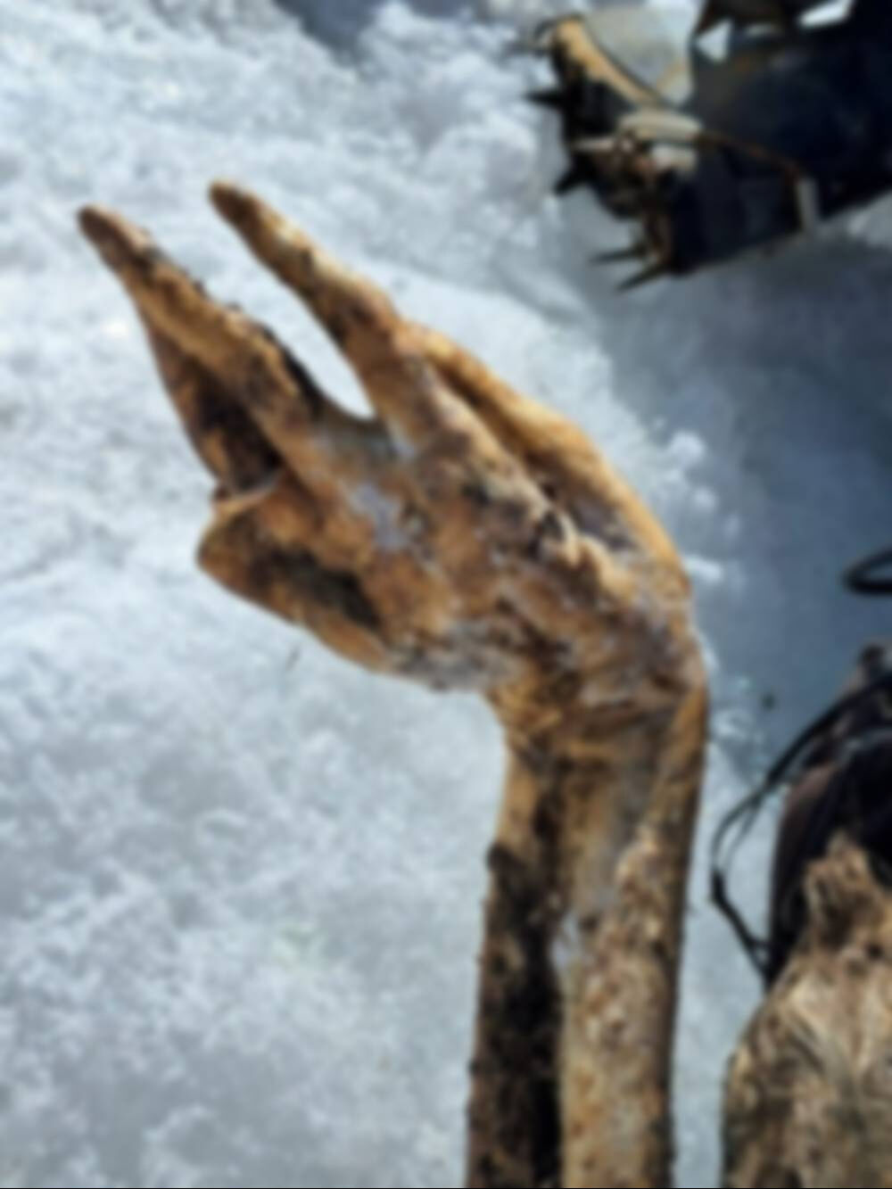 &Ccedil;ığ altında kalmıştı! Cesedi 22 yıl sonra bulundu - 1. Resim