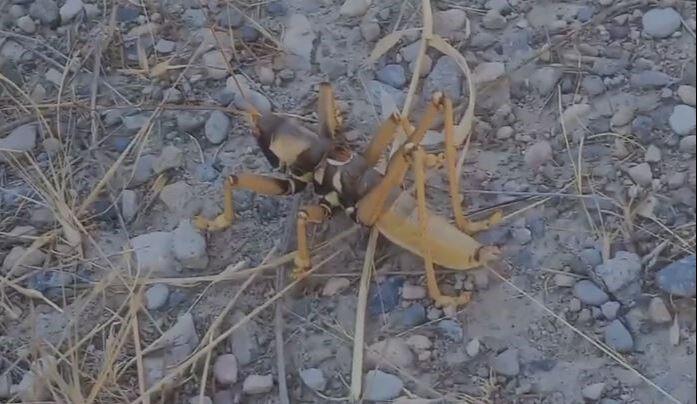 Dev et&ccedil;il &ccedil;ekirge g&ouml;r&uuml;nt&uuml;lendi! Korkun&ccedil; g&ouml;r&uuml;nt&uuml;s&uuml; hayrete d&uuml;ş&uuml;rd&uuml; - 2. Resim