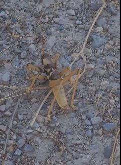 Dev et&ccedil;il &ccedil;ekirge g&ouml;r&uuml;nt&uuml;lendi! Korkun&ccedil; g&ouml;r&uuml;nt&uuml;s&uuml; hayrete d&uuml;ş&uuml;rd&uuml; - 1. Resim
