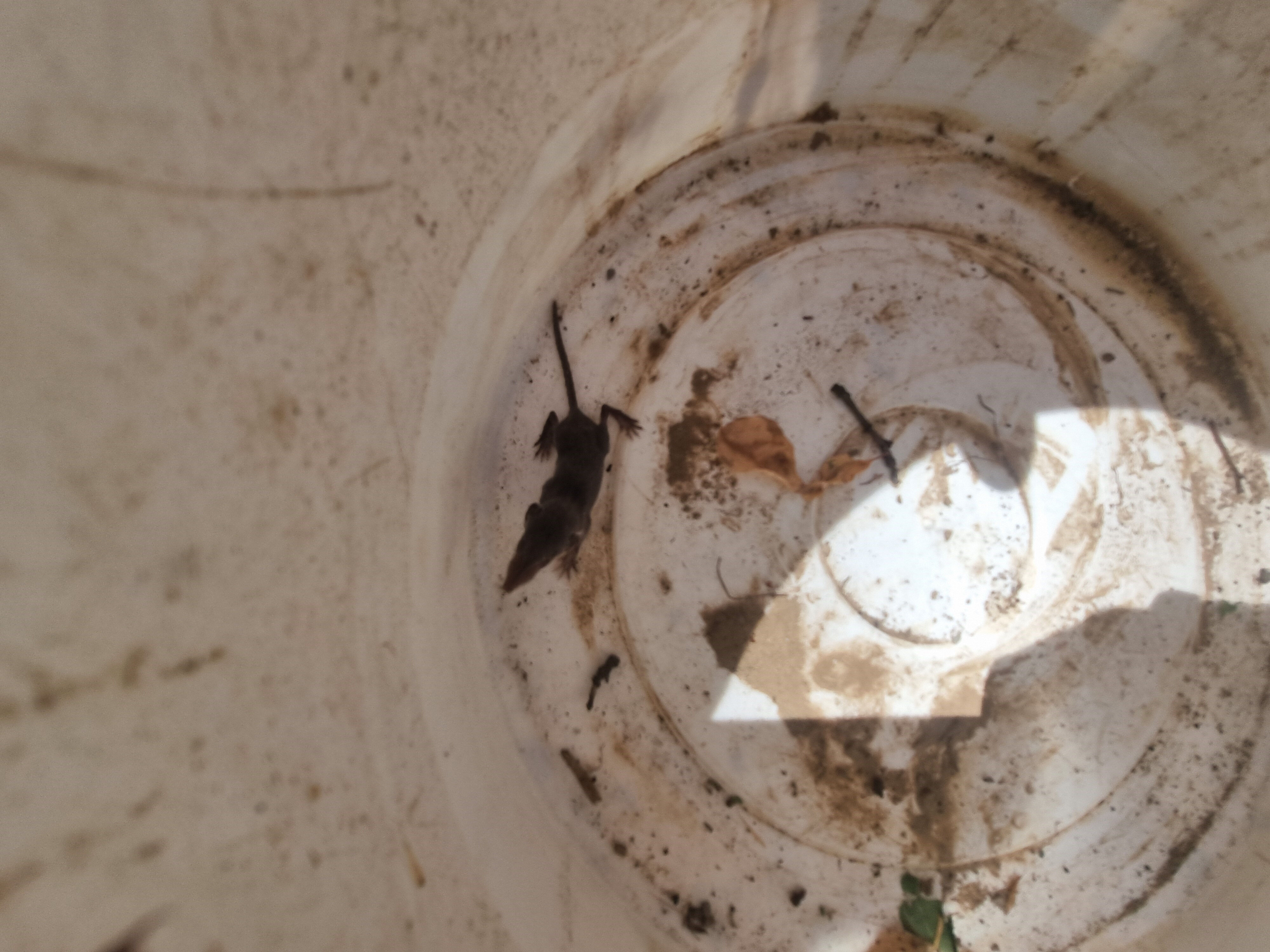 53 milyon yıl önce yaşayan dünyanın en eski en küçük memeli hayvanı Adana'da görüldü - 3. Resim