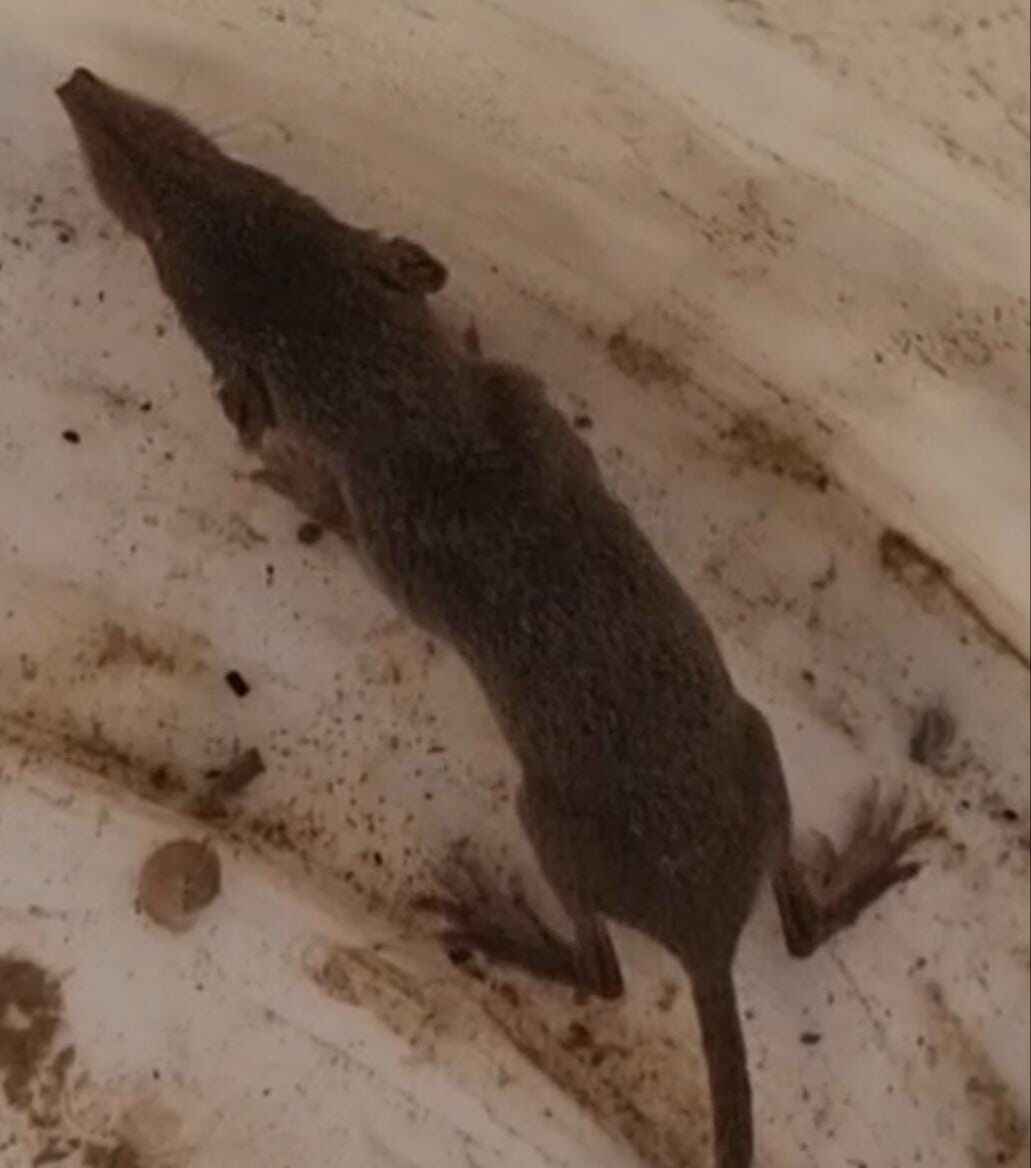 53 milyon yıl önce yaşayan dünyanın en eski en küçük memeli hayvanı Adana'da görüldü - 2. Resim