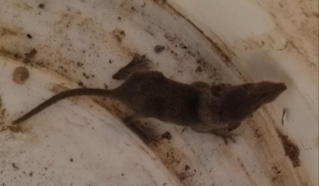 53 milyon yıl önce yaşayan dünyanın en eski en küçük memeli hayvanı Adana'da görüldü - 1. Resim