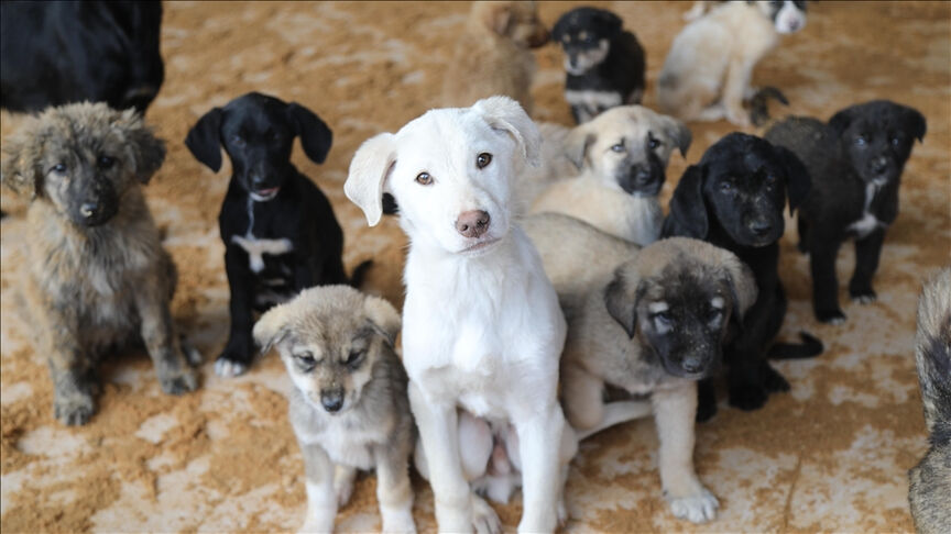 Sokak hayvanları düzenlemesinde son durum... Toplanan her köpek uyutulacak mı? AK Partili Güler cevapladı - 1. Resim