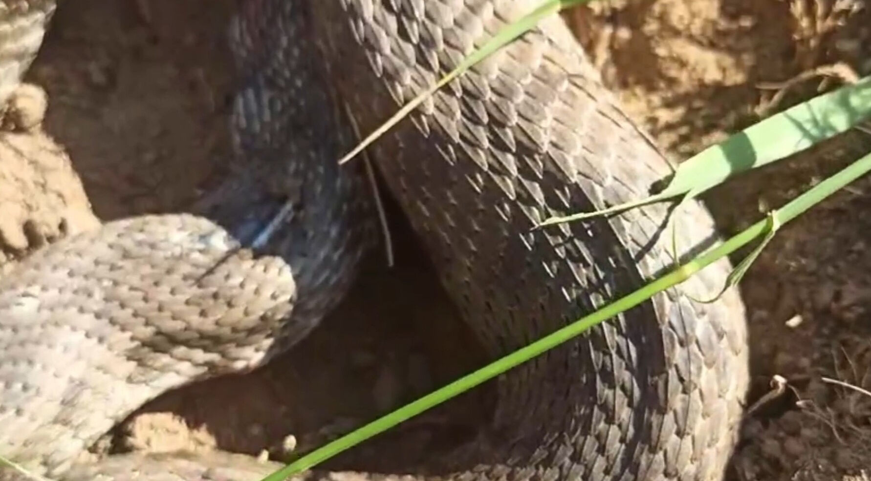 Tarlada ot biçerken gördüler! Zehirli 'koca engerek' paniği - 1. Resim