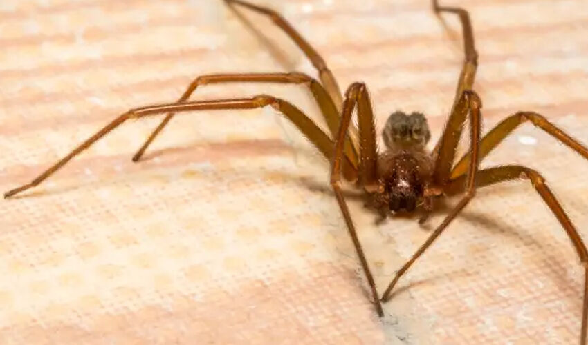 Temizlik yaparken kabusu yaşadı! Örümcek saldırısına uğradı, yüzü yaralarla kaplandı Temizlik yaparken kabusu yaşadı! Örümcek saldırısına uğradı, yüzü yaralarla kaplandı - 1. Resim