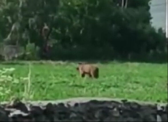 Ardahan'da şehre inen ayı dehşet saçtı! - 1. Resim