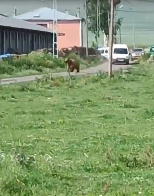 Ardahan'da şehre inen ayı dehşet saçtı! - 2. Resim