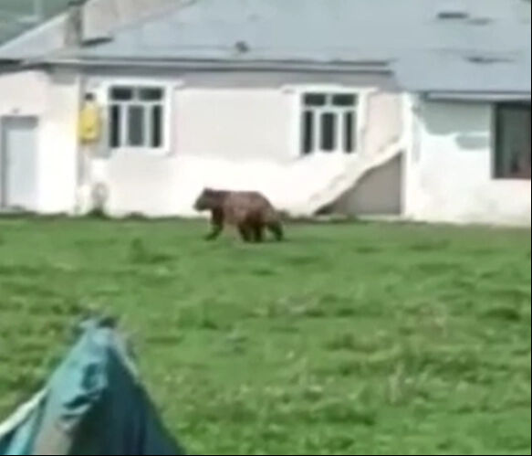 Ardahan'da şehre inen ayı dehşet saçtı! - 3. Resim