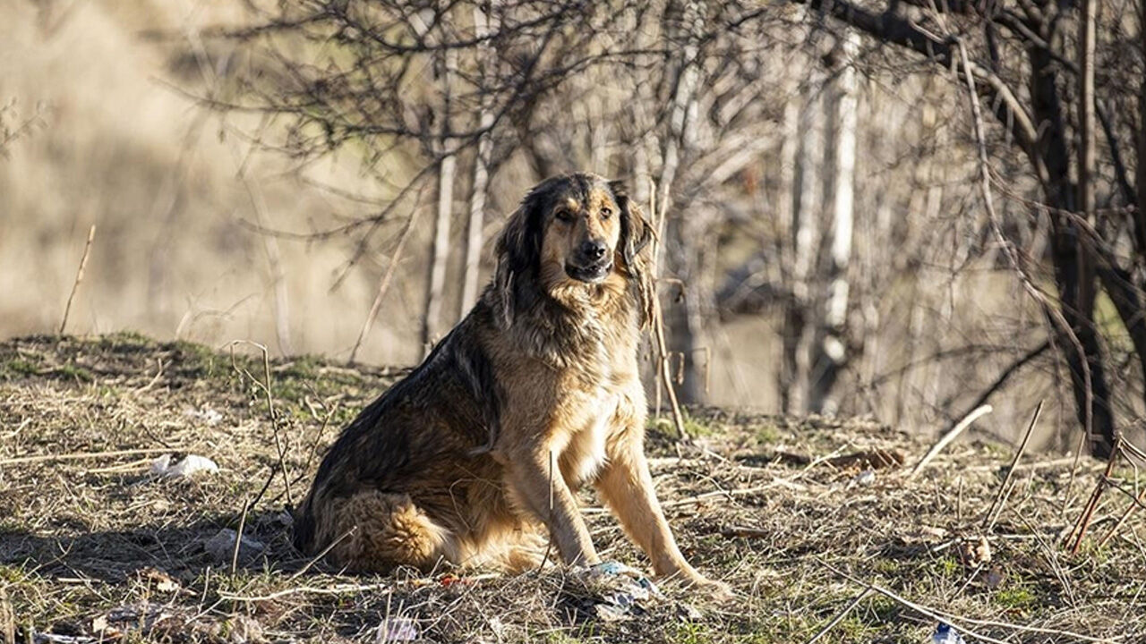 Sokak hayvanları yasası neyi içeriyor? İşte AK Parti'nin teklifindeki 17 madde - 1. Resim