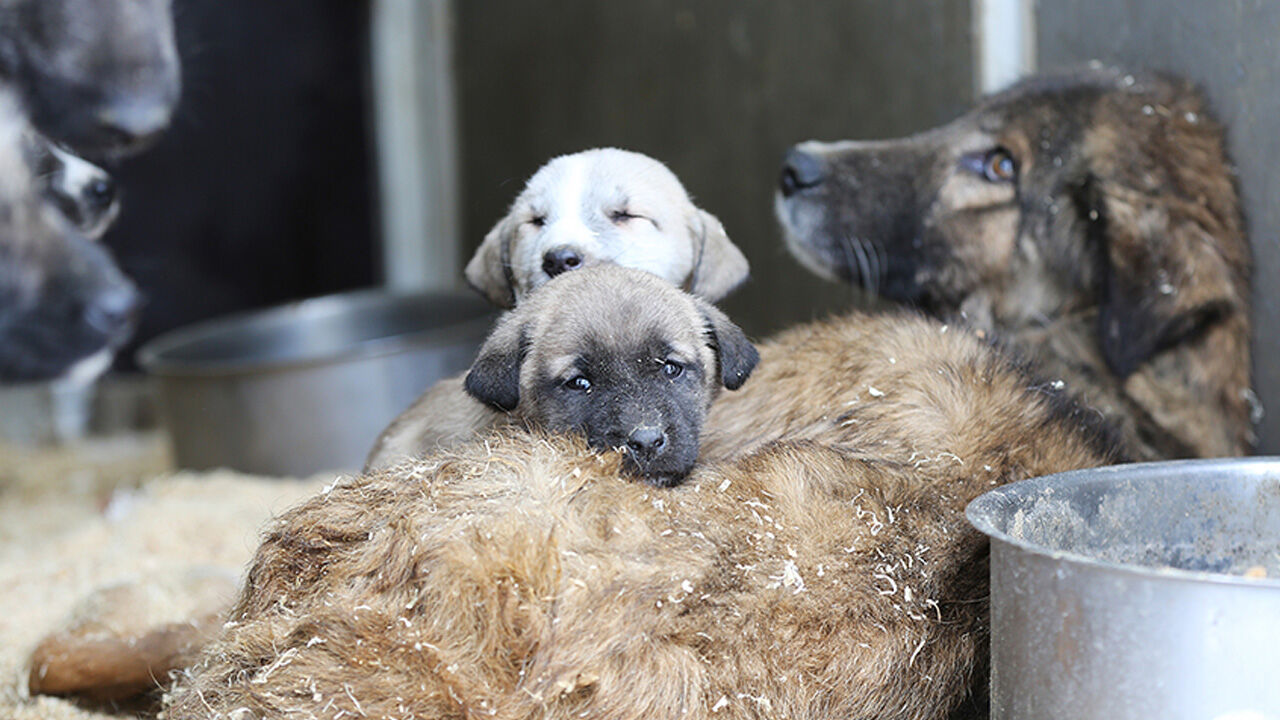 Sokak hayvanları yasası neyi içeriyor? İşte AK Parti'nin teklifindeki 17 madde - 2. Resim