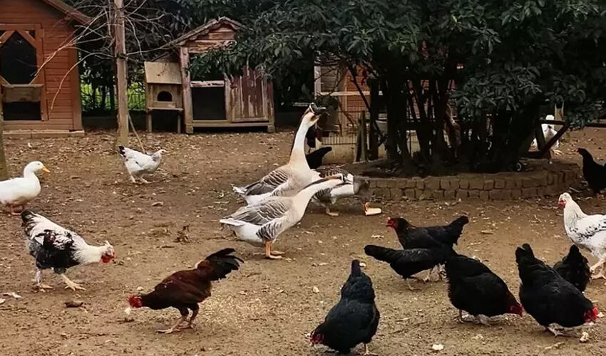 Beykoz’da köy hayatı yaşamaya başlamıştı! İlker Ayrık ticarete atıldı - 2. Resim