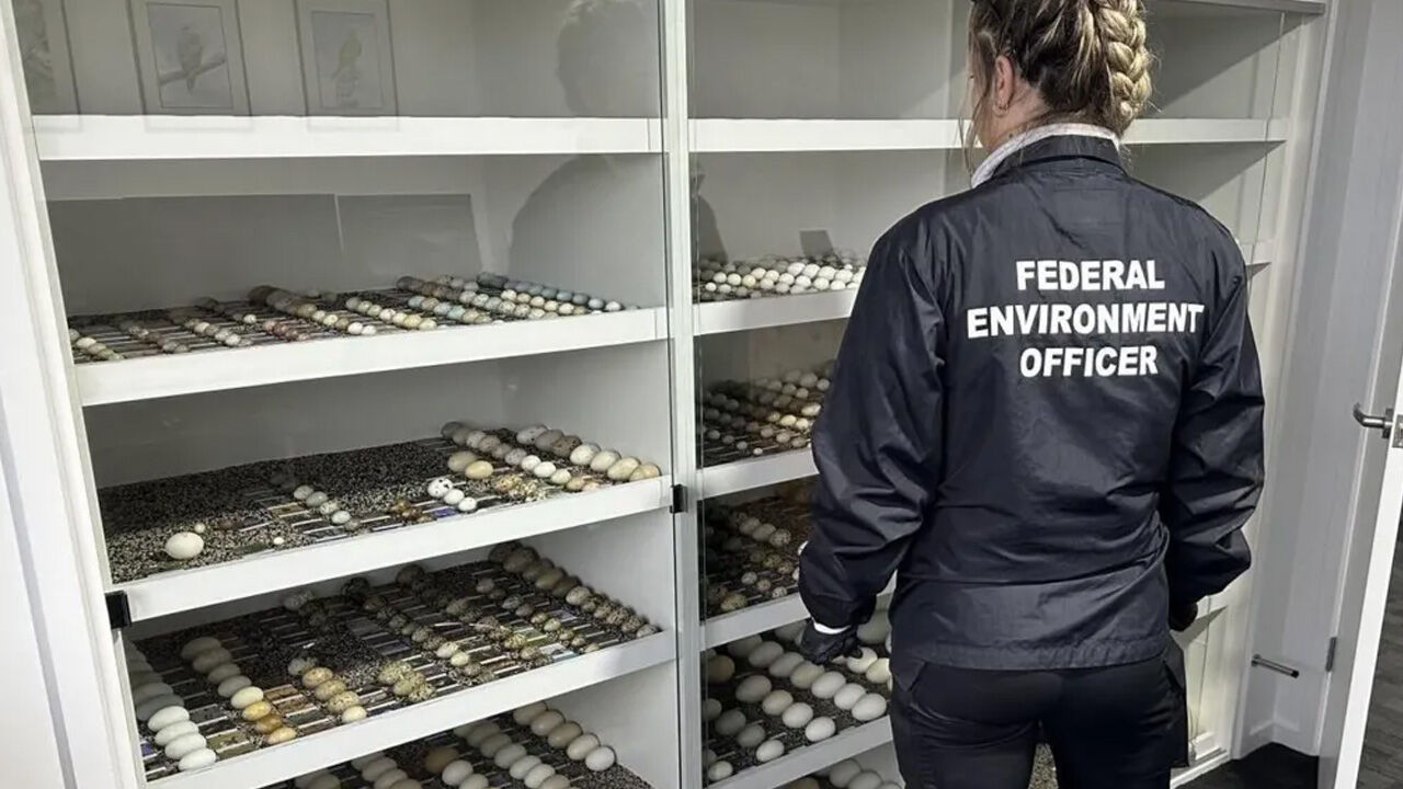 Binlercesi ele geçirildi, değeri milyonlar! Yumurtaların hepsine el konuldu Binlercesi ele geçirildi, değeri milyonlar! Yumurtaların hepsine el konuldu - 1. Resim