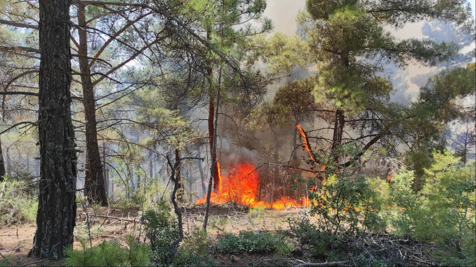 İzmir Gaziemir-Buca-Foça, Bursa Orhaneli, Manisa Tarsus-Turgutlu ve Balıkesir'de çıkan orman yangınlarında alevler gökyüzüne ulaştı İzmir Gaziemir-Buca-Foça, Bursa Orhaneli, Manisa Tarsus-Turgutlu ve Balıkesir'de çıkan orman yangınlarında alevler gökyüzüne ulaştı - 5. Resim