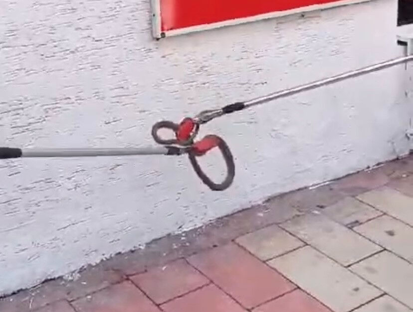 Kaldırımda duran yılan paniğe neden oldu! Bu kadarı da oldu! Kaldırımda duran yılan şoke etti - 1. Resim