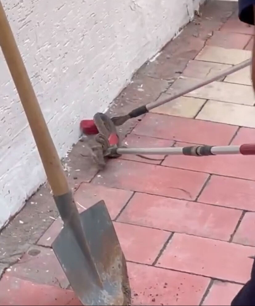 Kaldırımda duran yılan paniğe neden oldu! Bu kadarı da oldu! Kaldırımda duran yılan şoke etti - 2. Resim
