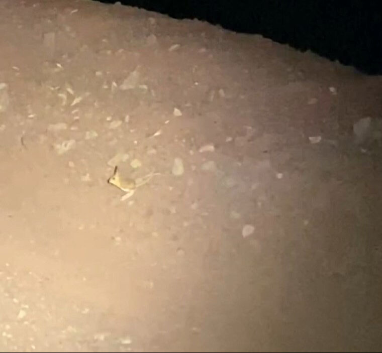 Kırmızı listede bulunuyor! Adıyaman'da g&ouml;r&uuml;ld&uuml; - 2. Resim