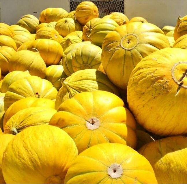 Çorum'da meşhur 10 dilim kavunun hasadına başlandı! Kilosu 20 TL Çorum'da meşhur 10 dilim kavunun hasadına başlandı! Kilosu 20 TL - 1. Resim