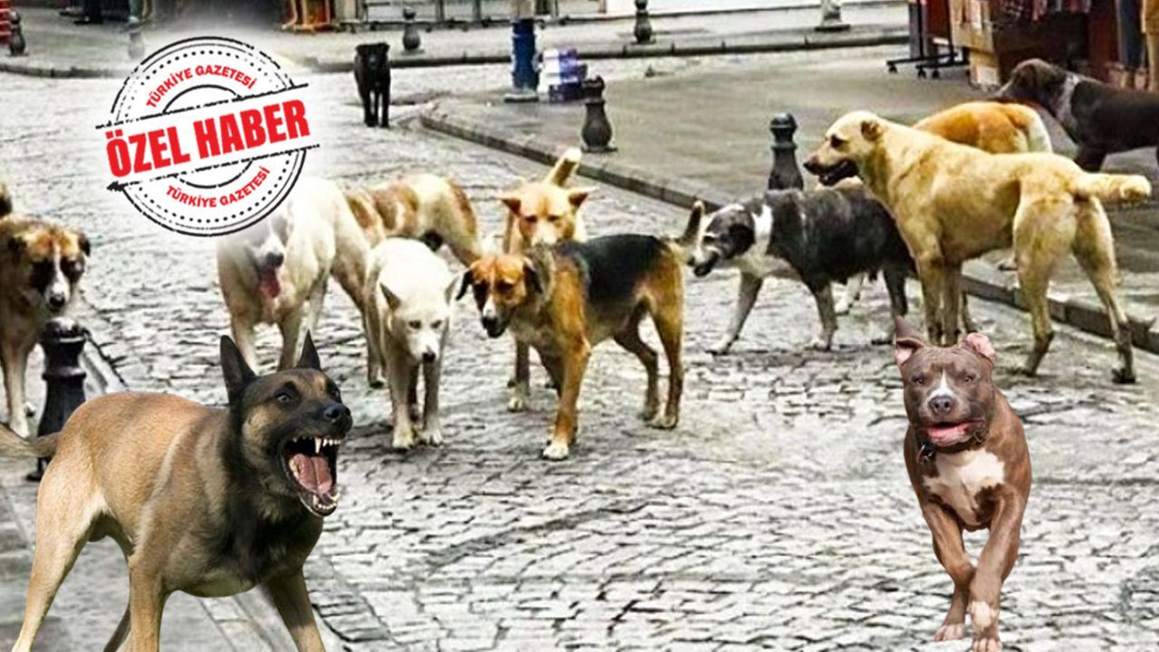 Köpek yasası çıkmazsa Hindistan’a döneriz! ‘Ötanazi’ uygulamayınca popülasyon patladı