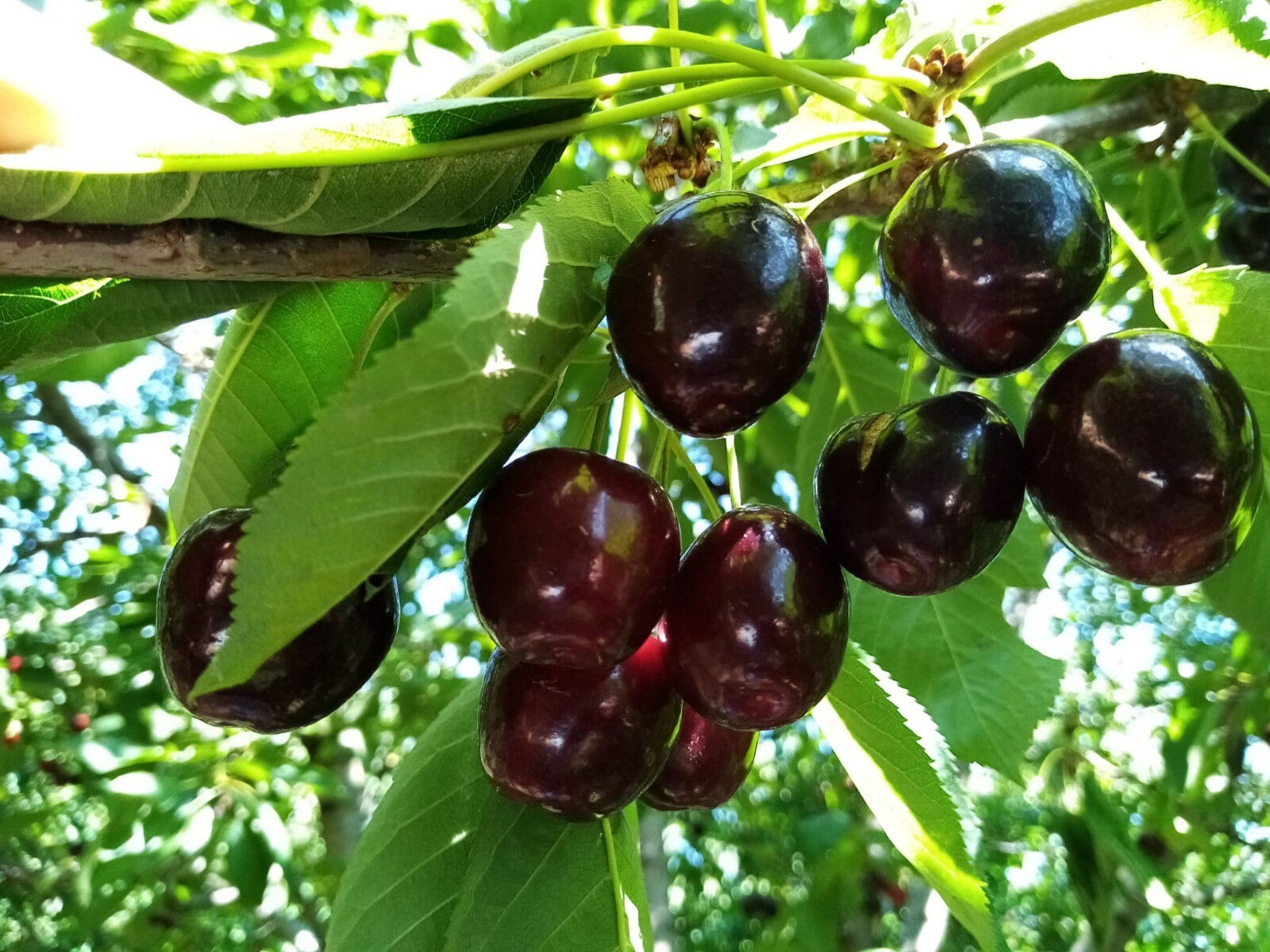 Yüksek rakımda geç hasat! Üretici bayram ediyor, kilosunu 35 yerine 80 TL'den satıyorlar Yüksek rakımda geç hasat! Üretici bayram ediyor, kilosunu 35 yerine 80 TL'den satıyorlar - 2. Resim