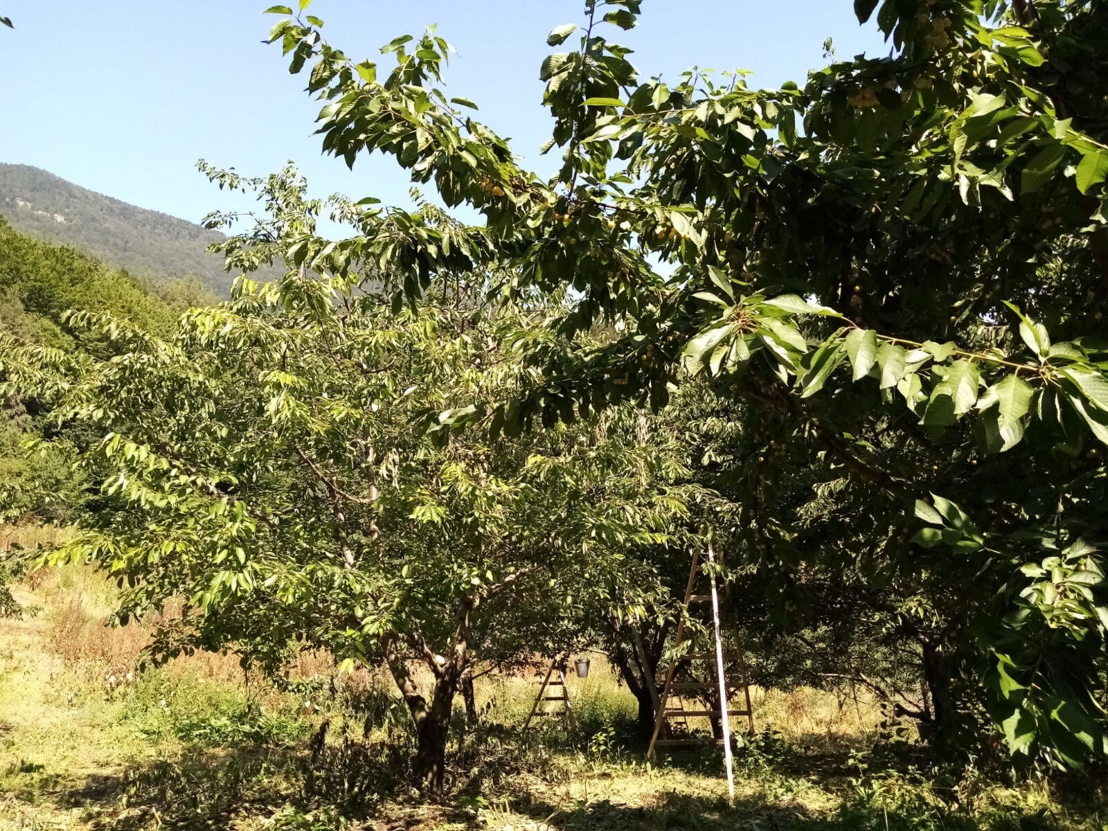 Yüksek rakımda geç hasat! Üretici bayram ediyor, kilosunu 35 yerine 80 TL'den satıyorlar Yüksek rakımda geç hasat! Üretici bayram ediyor, kilosunu 35 yerine 80 TL'den satıyorlar - 1. Resim