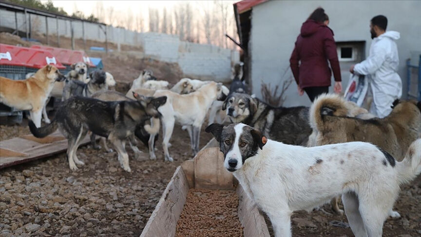 Sokak hayvanları yasası değişiyor! Kanun teklifi Meclis komisyonunda kabul edildi Sokak hayvanları yasasında sıcak gelişme! 'Ötanazi' kelimesi kanun teklifinden çıkarıldı - 1. Resim