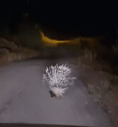 Afrika'dan yola çıktı, Elazığ'a kadar geldi! Gece bir arabanın önünde ortaya çıktı Afrika'dan yola çıktı, Elazığ'a kadar geldi! Gece bir arabanın önünde ortaya çıktı - 2. Resim