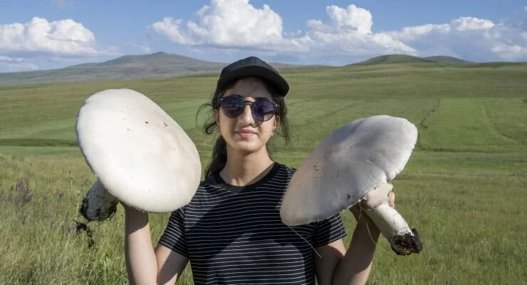 Kars'ta yağışların ardından çıkan dev mantarlar görenleri hayrete düşürdü - 3. Resim