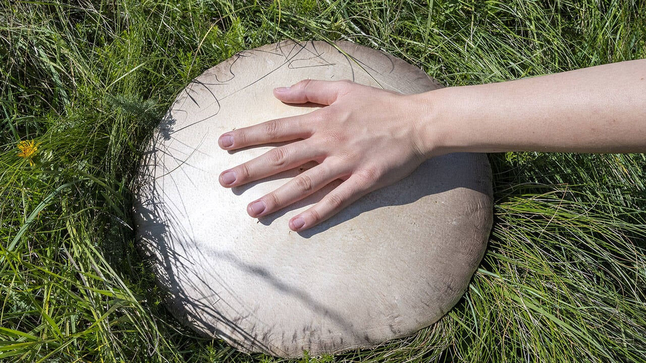 Kars'ta yağışların ardından çıkan dev mantarlar görenleri hayrete düşürdü - 2. Resim