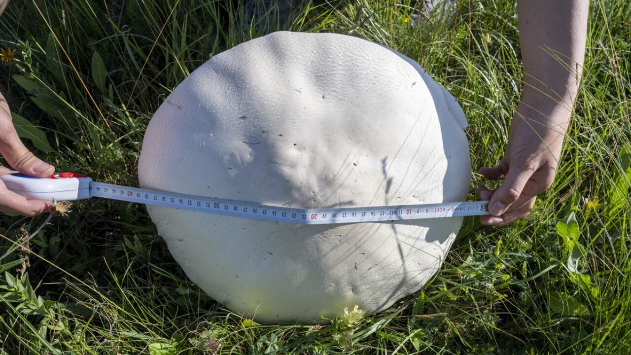 Kars'ta yağışların ardından çıkan dev mantarlar görenleri hayrete düşürdü - 1. Resim