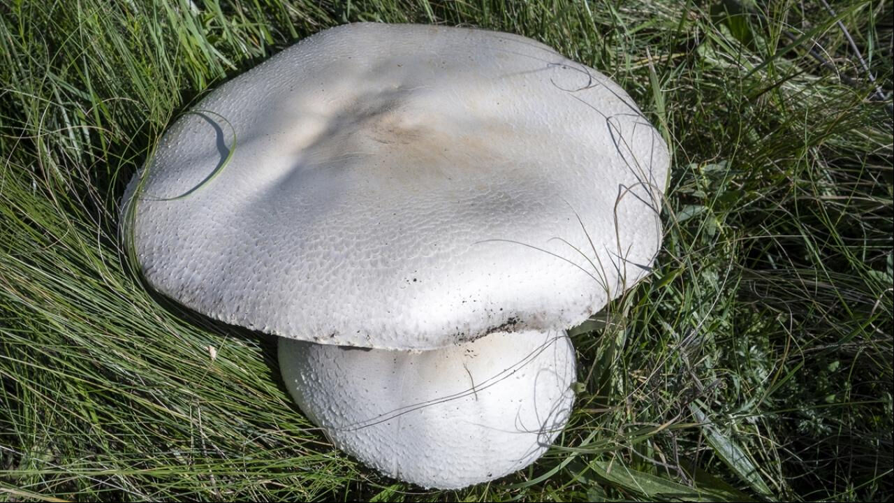 Kars'ta yağışların ardından çıkan dev mantarlar görenleri hayrete düşürdü - 4. Resim