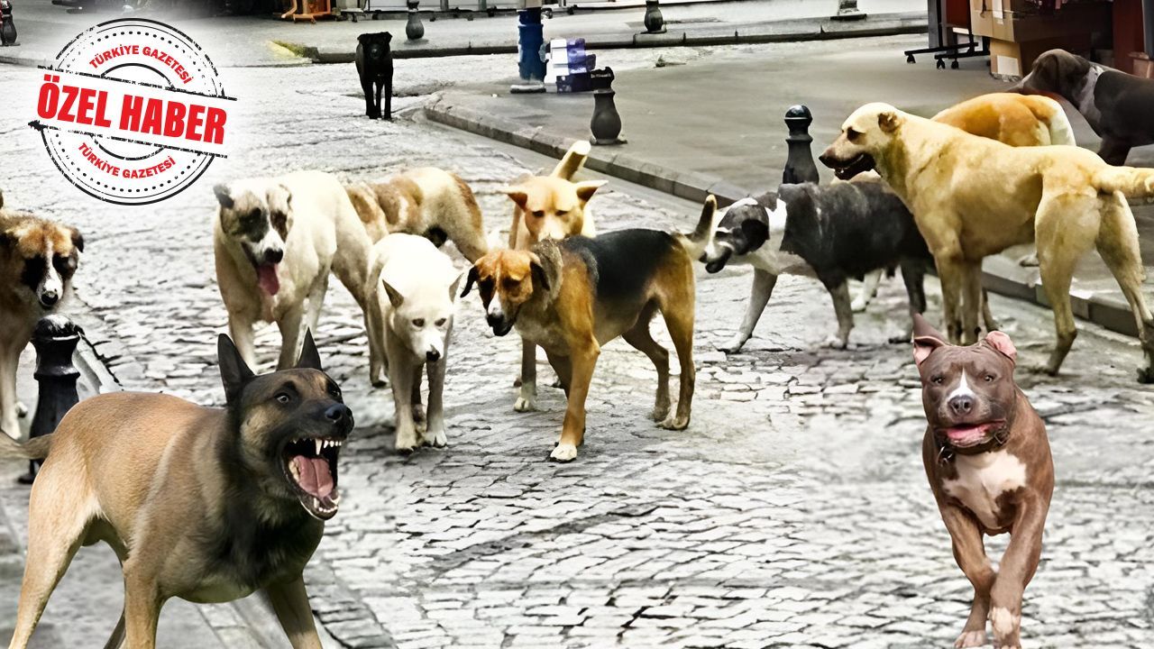 Barınakların %40’ı devletten! Dört milyon köpeğin maliyeti 13,3 milyar lira 