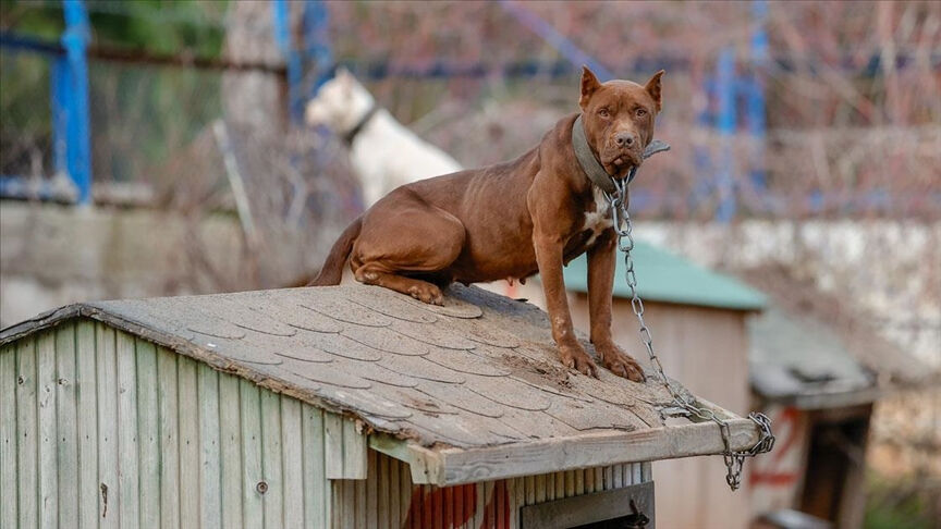 Barınakların %40’ı devletten! Dört milyon köpeğin maliyeti 13,3 milyar lira  Barınakların %40’ı devletten! Dört milyon köpeğin maliyeti 13,3 milyar lira  - 1. Resim