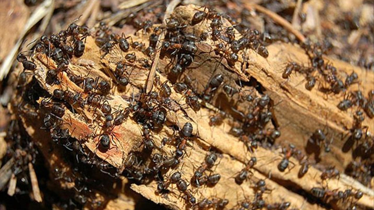 Yanlışlıkla karınca yemek genel olarak herhangi bir sağlık sorunu oluşturmuyor