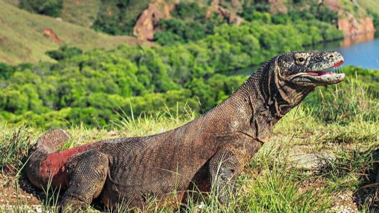 Dişlerinin ucu demirden tabakayla kaplı Komodo Ejderi&#039;ni bilim adamları keşfetti!