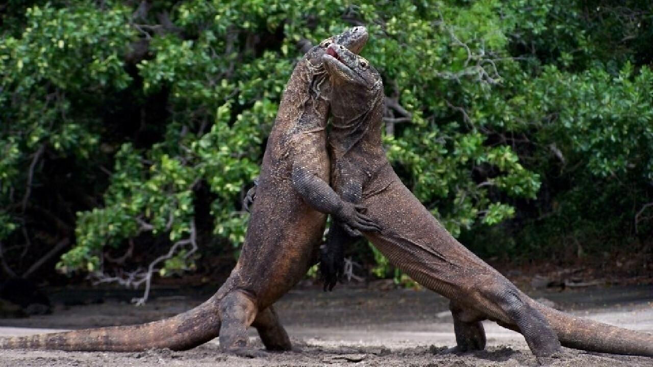 Dişlerinin ucu demirden tabakayla kaplı Komodo Ejderi'ni bilim adamları keşfetti! Dişlerinin ucu demirden tabakayla kaplı Komodo Ejderi'ni bilim adamları keşfetti! - 2. Resim