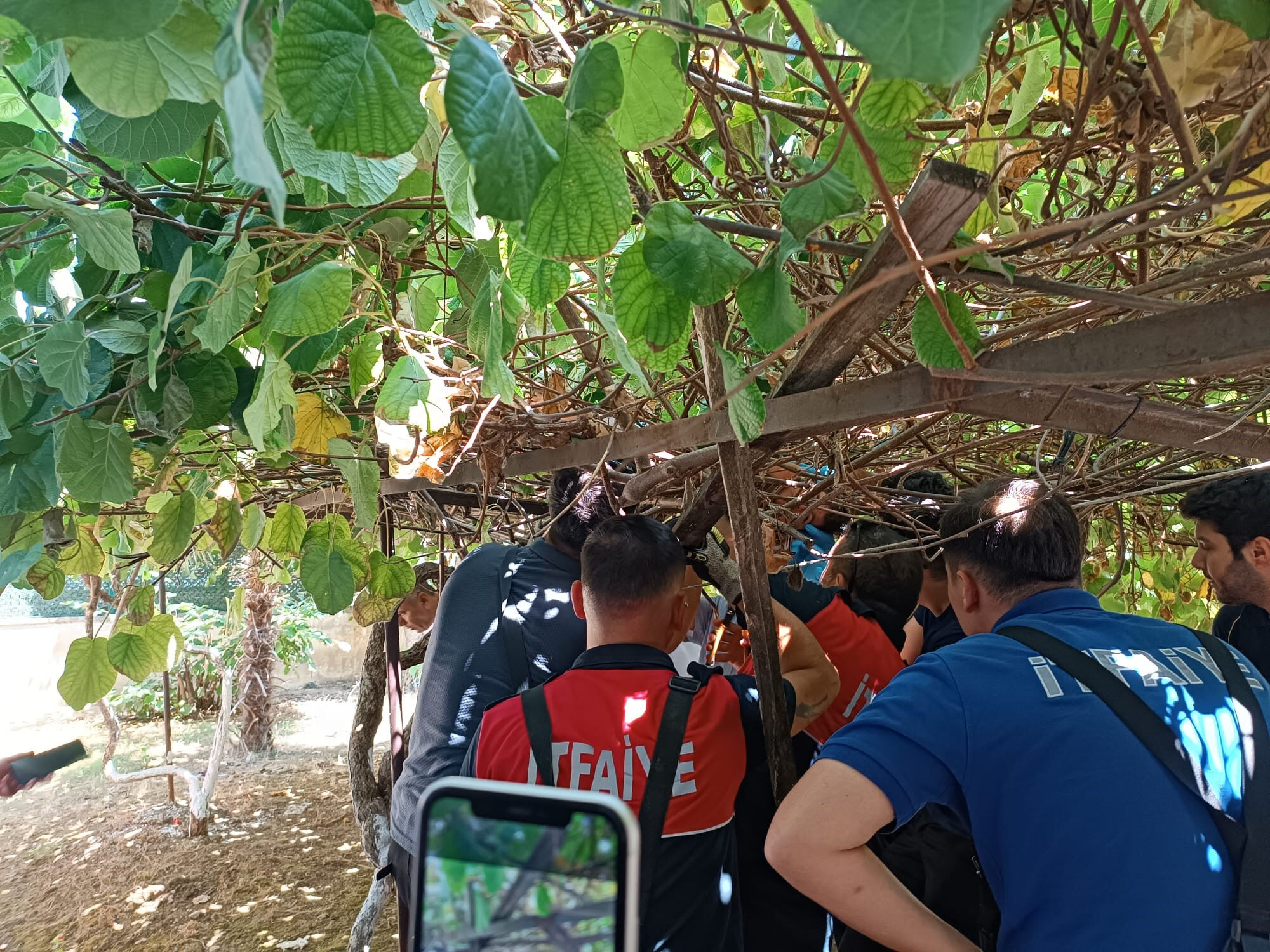 Yalova'da inanılmaz olay! 8 yaşındaki &ccedil;ocuk 'kivi asması' sayesinde hayatta kaldı - 1. Resim