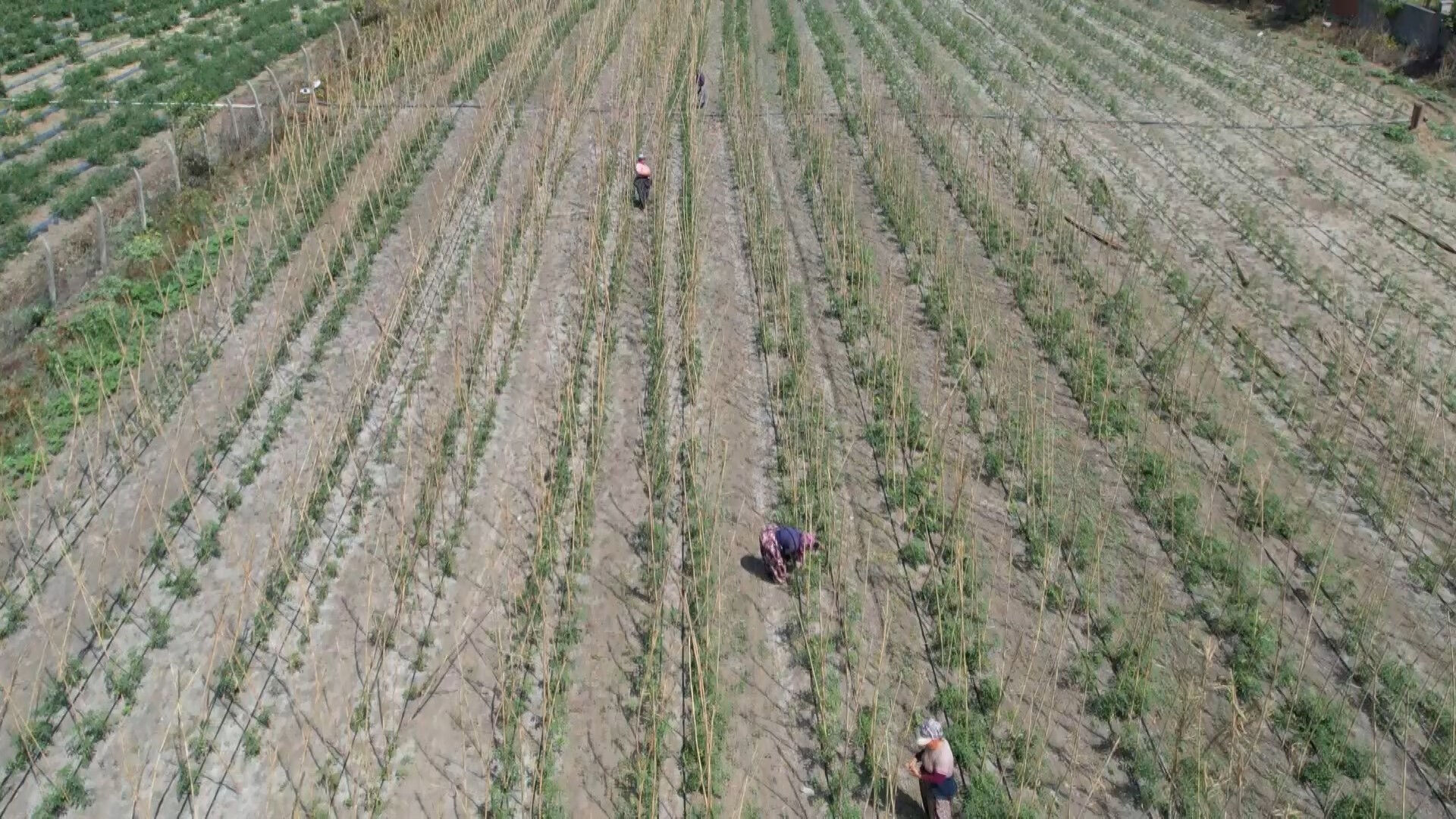 Kulaktan kulağa yayıldı... İstanbullu Arnavutköy'deki tarla pazarına koşuyor - 3. Resim