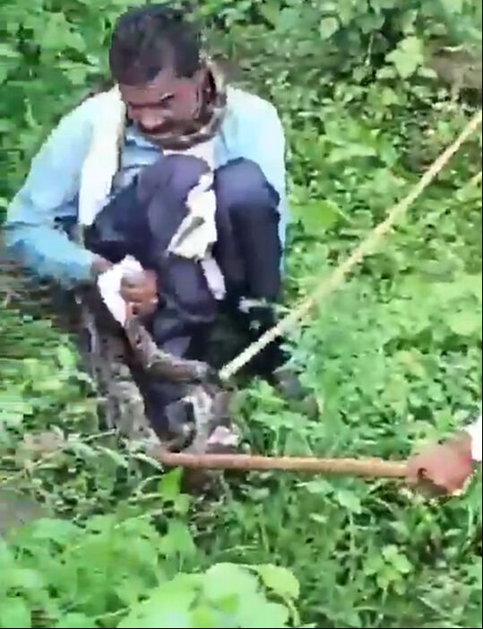 Akıllara durgunluk veren olay! Tuvaletini yapan adamın boynuna 5 metrelik yılan dolandı - 1. Resim