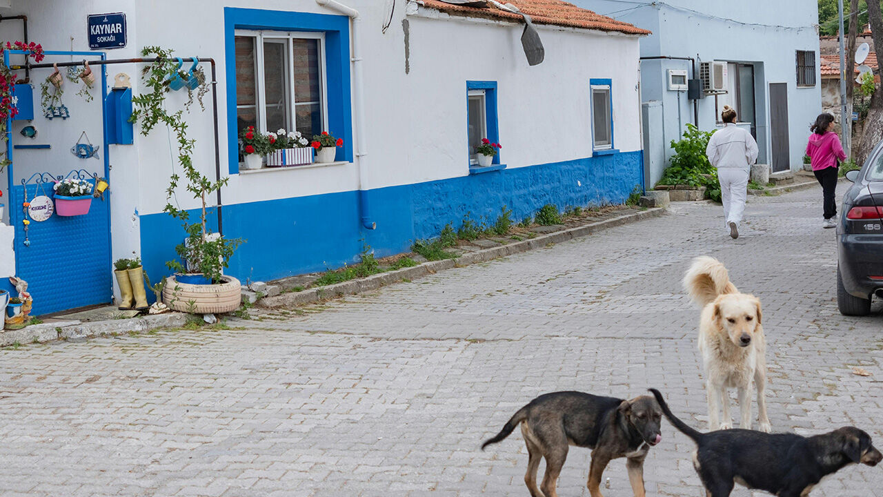 İşte kara tablo: 4 milyon köpeğe 322 barınak - 1. Resim