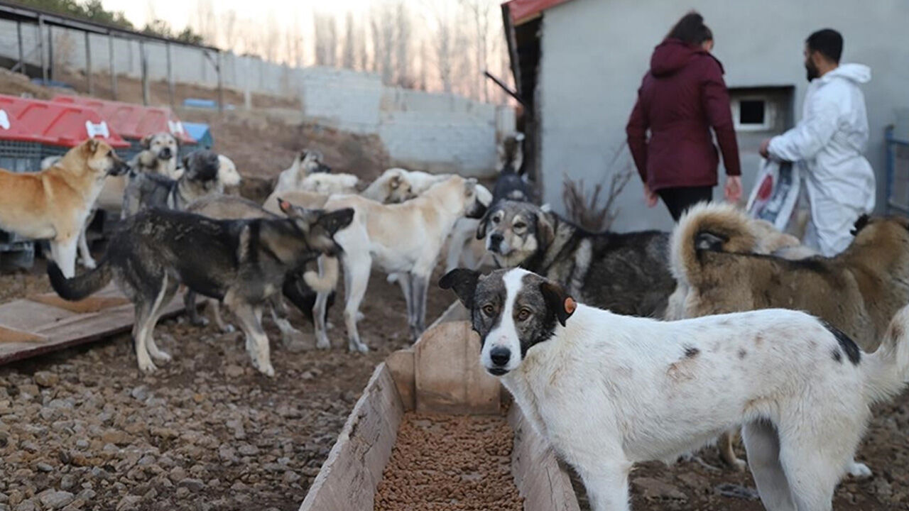 Sokak hayvanları düzenlemesi TBMM'de kabul edilerek yasalaştı - 1. Resim