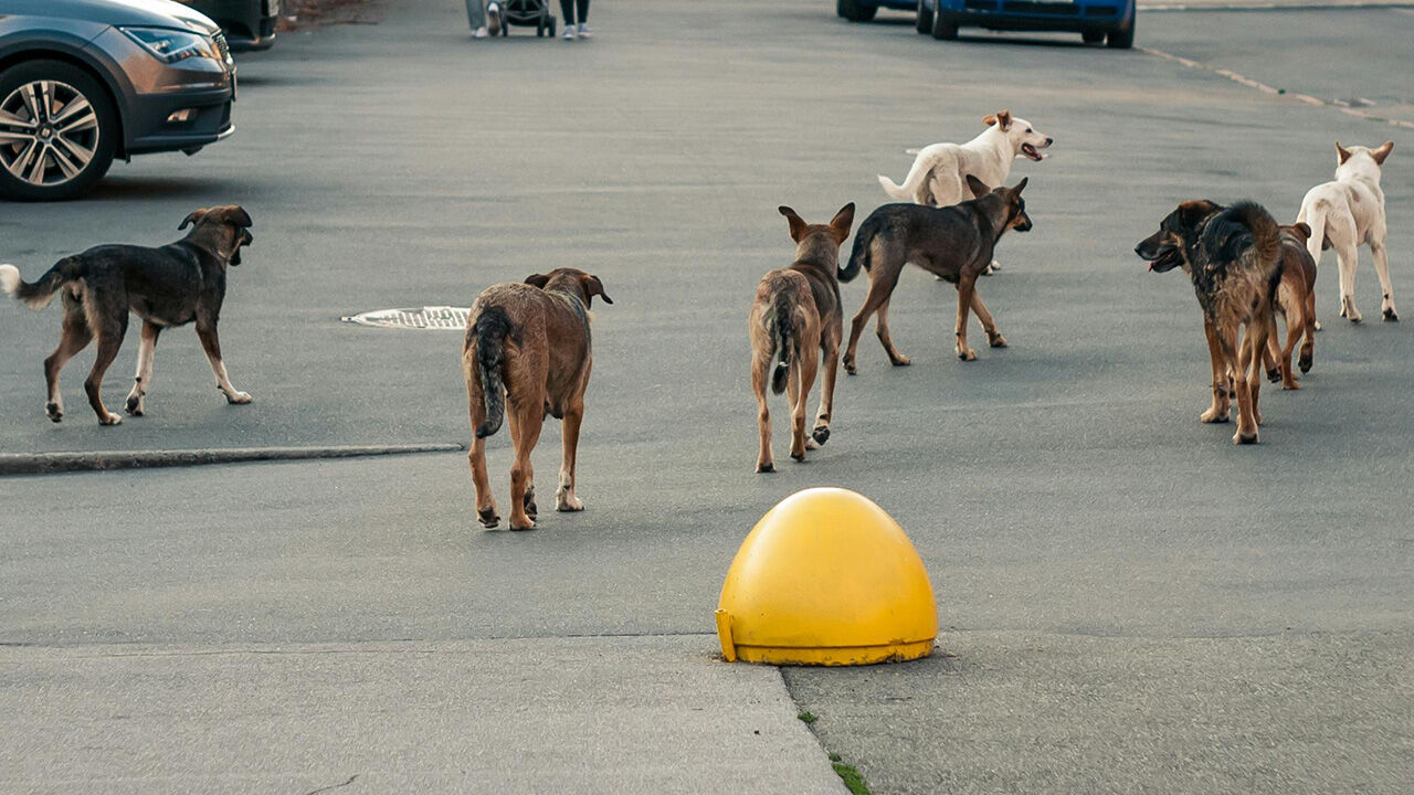 Sokak hayvanları düzenlemesi TBMM'de kabul edilerek yasalaştı - 2. Resim