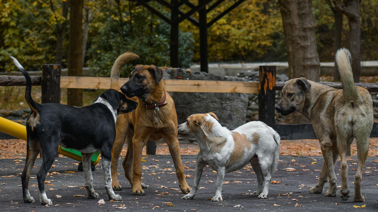 Başıboş köpeklerle ilgili yasa TBMM'den geçti - 1. Resim